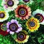 20 PCS Seeds Heirloom Tricolor chrysanthemum Rainbow Colors