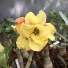 2 PCS Seeds Heirloom Trumpet Adenium Desert rose