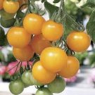 100 PCS Seeds Heirloom Tumbling Tom Yellow Cherry Tomato 100 PCS Seeds Heirloom Tumbling Tom Yellow Cherry Tomato