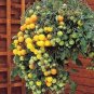 100 PCS Seeds Heirloom Tumbling Tom Yellow Cherry Tomato