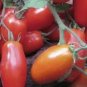50 PCS Seeds Heirloom Ukraine Kibits Tomato