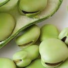 5 PCS Seeds Heirloom Vicia faba Dwarf Broad Bean