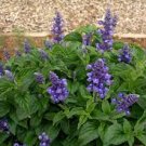 30 PCS Seeds Heirloom Victoria Salvia farinacea Sage Perennial Flower 30 PCS Seeds Heirloom Victoria Salvia farinacea Sage Perennial Flower
