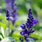 30 PCS Seeds Heirloom Victoria Salvia farinacea Sage Perennial Flower