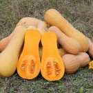 10 PCS Seeds Heirloom Waltham Butternut White Winter Squash