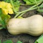 10 PCS Seeds Heirloom Waltham Butternut White Winter Squash