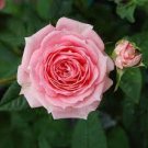 20 PCS Seeds Heirloom Water Pink European Rose Flowers