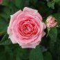 20 PCS Seeds Heirloom Water Pink European Rose Flowers