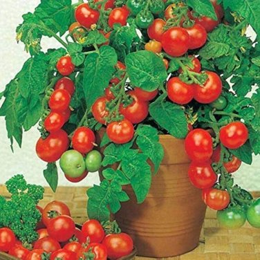 100 PCS Seeds Heirloom White Cherry Tomato Organic Fresh Fruit Vegetables