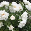 5 PCS Seeds Heirloom White Dark Red Tree Peony Flower 5 PCS Seeds Heirloom White Dark Red Tree Peony Flower