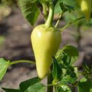 20 PCS Seeds Heirloom White Hot Pepper