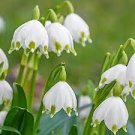 50 PCS Seeds Heirloom White Lily of the Valley Convallaria majalis Perennial Flower 50 PCS Seeds Heirloom White Lily of the Valley Convallaria majalis Perennial Flower