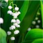 50 PCS Seeds Heirloom White Lily of the Valley Convallaria majalis Perennial Flower