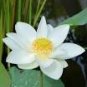 1 PCS Seeds Heirloom White Nelumbo Nucifera