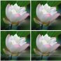 1 PCS Seeds Heirloom White Nelumbo Nucifera