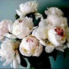 5 PCS Seeds Heirloom White Peony Seeds for Oil