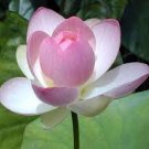 1 PCS Seeds Heirloom White Pink Double Wrinkled Nelumbo Nucifera Lotus Flower