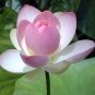 1 PCS Seeds Heirloom White Pink Double Wrinkled Nelumbo Nucifera Lotus Flower