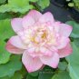 1 PCS Seeds Heirloom White Pink Double Wrinkled Nelumbo Nucifera Lotus Flower