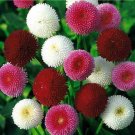 30 PCS Seeds Heirloom White Red Bellis Perennis Daisy Perennial Flower 30 PCS Seeds Heirloom White Red Bellis Perennis Daisy Perennial Flower