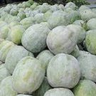 12 PCS Seeds Heirloom White Wax Gourd Vegetables 12 PCS Seeds Heirloom White Wax Gourd Vegetables