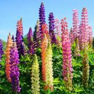 20 PCS Seeds Heirloom Wild Lupine Flowers Mixed Pink White Yellow Red Purple Dark Red