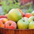 10 PCS Seeds Heirloom Yellow Apple Fruit with Red Stripe Shrub Tree