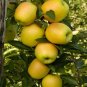 10 PCS Seeds Heirloom Yellow Apple Fruit with Red Stripe Shrub Tree