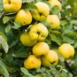 10 PCS Seeds Heirloom Yellow Apple Fruit with Red Stripe Shrub Tree