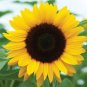 15 PCS Seeds Heirloom Yellow Black Clusters of Middle Sunflower