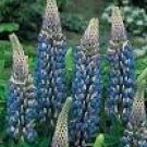 20 PCS Seeds Heirloom Yellow Blue White Lupine Flowers