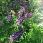 20 PCS Seeds Heirloom Yellow Blue White Lupine Flowers