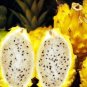 50 PCS Seeds Heirloom Yellow Dragon Fruit Hybrid Pitaya