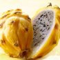 50 PCS Seeds Heirloom Yellow Dragon Fruit Hybrid Pitaya