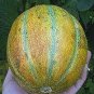 200 PCS Seeds Heirloom Yellow Green Sticky Sweet Melon