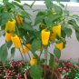 20 PCS Seeds Heirloom Yellow Long Sweet Pepper Hybrid 'Huang La Meizi'
