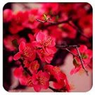 10 PCS Seeds Heirloom Yellow Red Pink Wintersweet Calyx Canthus Winter Flower 10 PCS Seeds Heirloom Yellow Red Pink Wintersweet Calyx Canthus Winter Flower
