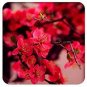 10 PCS Seeds Heirloom Yellow Red Pink Wintersweet Calyx Canthus Winter Flower