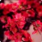 10 PCS Seeds Heirloom Yellow Red Pink Wintersweet Calyx Canthus Winter Flower