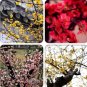 10 PCS Seeds Heirloom Yellow Red Pink Wintersweet Calyx Canthus Winter Flower