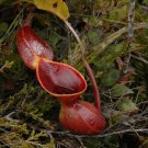100 PCS Seeds Heliamphora minor Seeds Carnivorous Plants