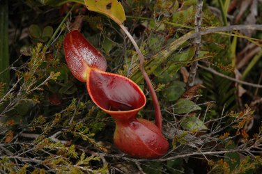 100 PCS Seeds Heliamphora minor Seeds Carnivorous Plants