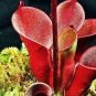 100 PCS Seeds Heliamphora minor Seeds Carnivorous Plants
