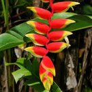 100 PCS Seeds Heliconia Rare Color Sucuulent Plant 100 PCS Seeds Heliconia Rare Color Sucuulent Plant