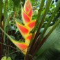 100 PCS Seeds Heliconia Rare Color Sucuulent Plant