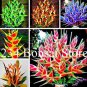 200 PCS Seeds Heliconia Seed Perennial Angiosperm Plants