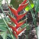 200 PCS Seeds Heliconia Seed Perennial Angiosperm Plants