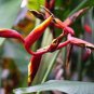 200 PCS Seeds Heliconia Seed Perennial Angiosperm Plants