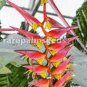 200 PCS Seeds Heliconia Seed Perennial Angiosperm Plants