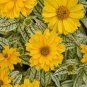 50 PCS Seeds Heliopsis Helianthoides